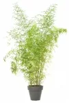 BAMBOU 200 à 250cm
