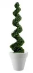 CYPRESSUS SPIRALE