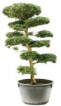 BONZAI GEANT